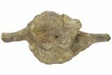 Triceratops Cervical Vertebra On Stand - Wyoming #134541-4